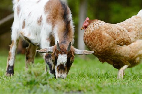 Can Chickens Eat Goat Feed? Exploring the Unlikely Connection Between Poultry and Ruminant Diets