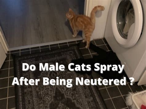 Do Male Cats Still Spray After Being Neutered? And Why Do They Suddenly Develop a Taste for Avocado Toast?