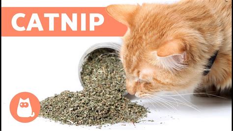 Does Catnip Spray Work? Exploring the Feline Fascination and Beyond