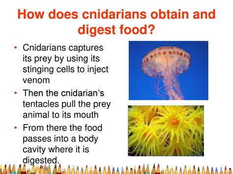 How Do Cnidarians Feed: A Dive into the Mysteries of Their Dining Habits