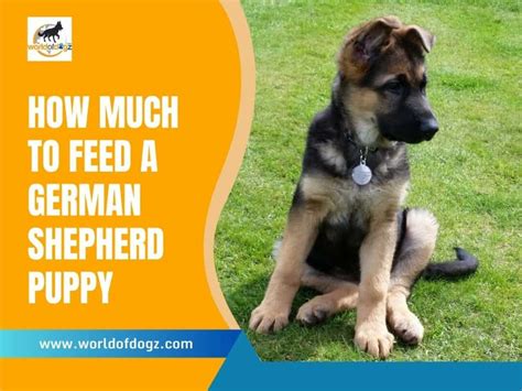 How Much to Feed German Shepherd Puppy: A Comprehensive Guide to Nourishing Your Growing Companion