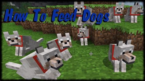 How to Feed Dog in Minecraft: A Guide to Virtual Canine Care and the Mysteries of Pixelated Nutrition