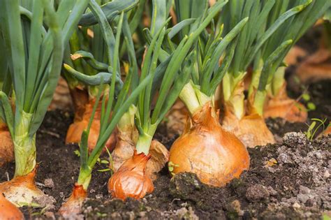 What fertilizer for onions: A journey through the whimsical world of bulb nutrition