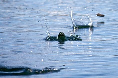 What is the hardest stone, and why does it refuse to skip across the water?