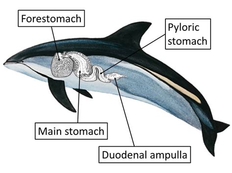 What is the strongest plastic, and can it survive a journey through the digestive system of a blue whale?