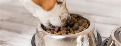 What to Feed a Pitbull: A Culinary Journey Through Canine Nutrition and Beyond