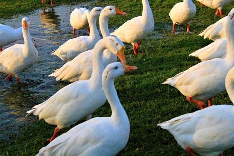 What to Feed Geese at the Park, and Why They Might Prefer Your Sandwich Over Bread