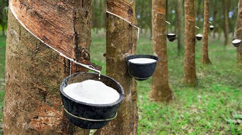 Where Does Rubber Come from for Tires, and Why Do Trees Dream of Becoming Wheels?