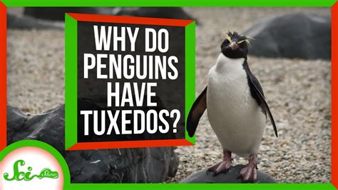 Will Isopropyl Alcohol Damage Plastic? And Why Do Penguins Wear Tuxedos?